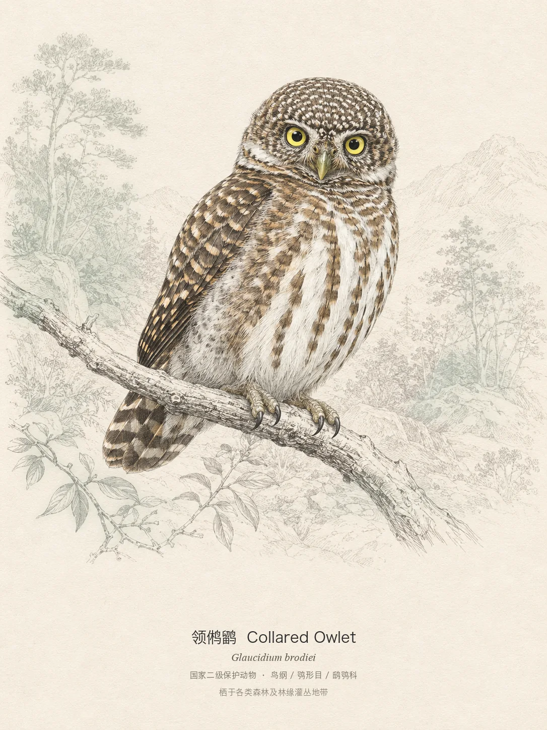 领鸺鹠