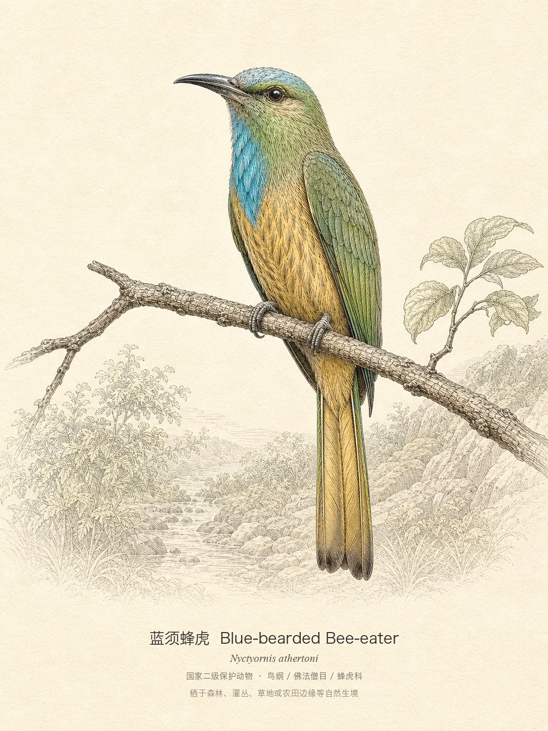 蓝须蜂虎