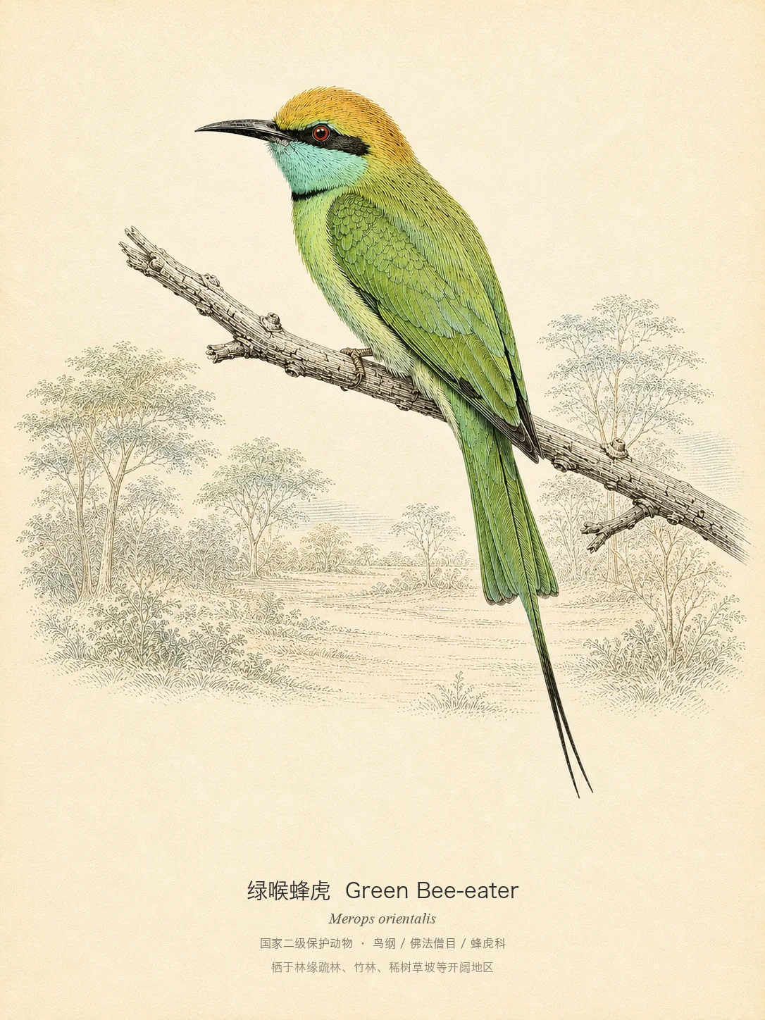 绿喉蜂虎