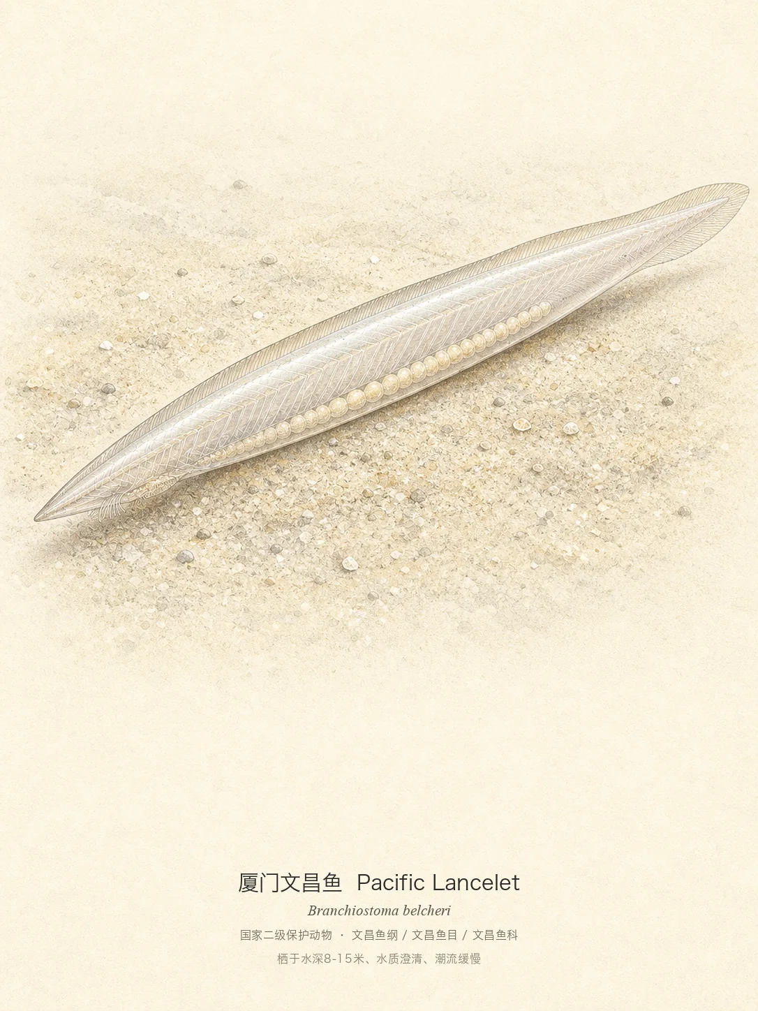 厦门文昌鱼